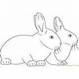 Rabbits Lop Eared sketch template