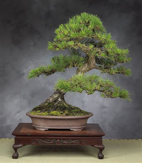 22 best trees for bonsai and how to care for them gardenoholic