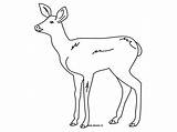 Biche Coloriage Animaux Coloriages Rehkitz 1143 Reh Fawn Colorier Ausmalbild Zeichnen Kostenlos Faon Auswählen sketch template