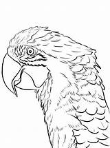 Papegaai Kleurplaat Papegaaien Papagei Papageien Kleurplaten Malvorlage Macaw sketch template