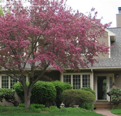 plant identification closed pink flowering tree  ft high zone    nancygroutsis
