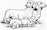 Dachshund Dog Daschund Colouring Weiner Coloringpagesforadult Cani Teenagers Colorare Depending Obtain Use Horse sketch template