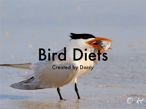 bird diets  tfrench
