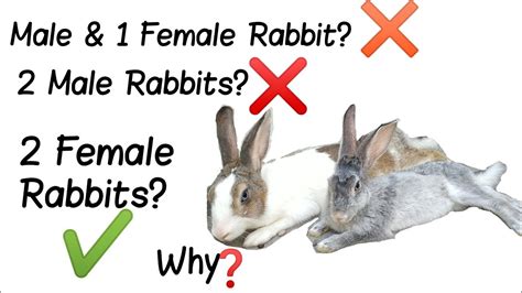 can you keep 2 male rabbits together keeping 2 female rabbits and 1