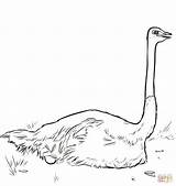 Coloring Ostrich Pages Nesting Printable Drawing sketch template