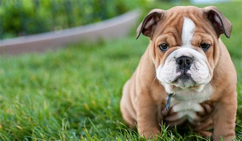 dog breeds    cutest puppies iheartdogscom