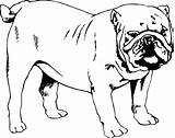 Bulldog Coloring Pages English Printable Decals Pug Dog Mastiff Bulldogs Nose Customize Decal Sticker Graphic Line Georgia Sheets Getcolorings Color sketch template