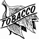 Tobacco Clipart Leaf Tabaco Stock Illustrations Clipground Vectors Illustration Use sketch template
