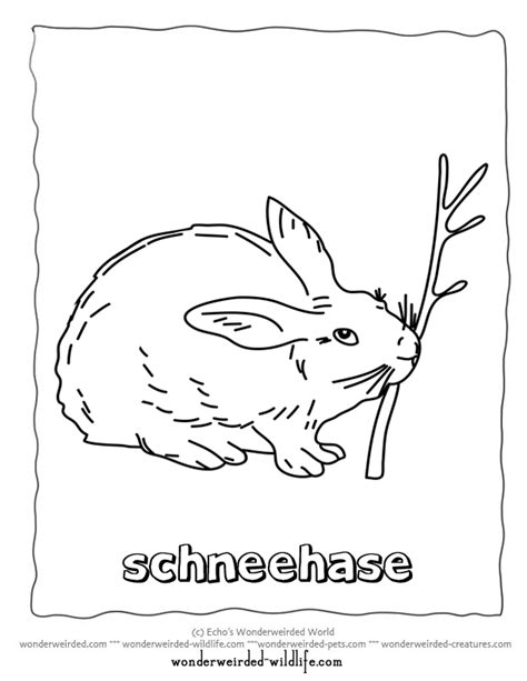 printable hare coloring pagesarctic hare coloring pagesnowshoe hare