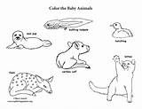 Coloring Animals Baby sketch template