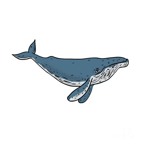 humpback whale color drawing digital art  aloysius patrimonio fine
