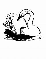 Swan Coloring Pages Birds Bird sketch template