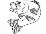 Fish Zdroj Pinu Largemouth Getdrawings sketch template