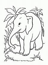 Jungle Pages Coloring Preschoolers Awesome Kids 2o Procoloring sketch template