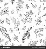 Herbs Vector Herb Sage Rosemary Thyme Oregano Parsley sketch template