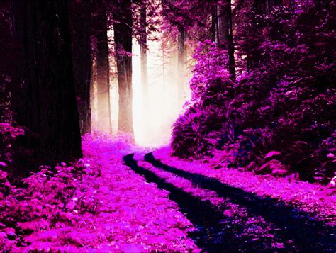 pink forest  marcheite  deviantart