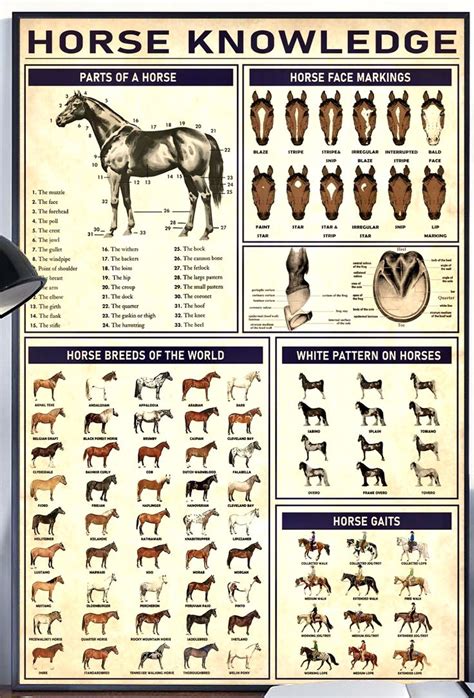 horse markings knowledge horse breeds knowledge gifts