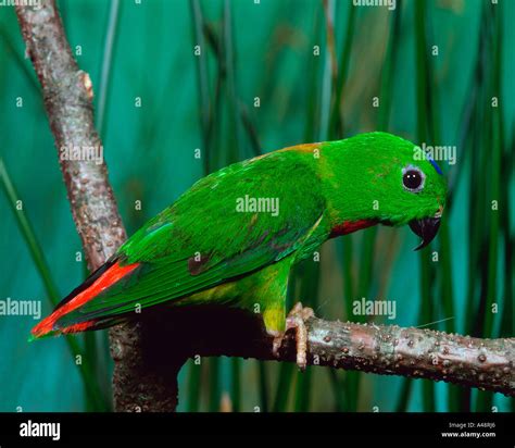 blue crowned hanging parrot stock photo alamy