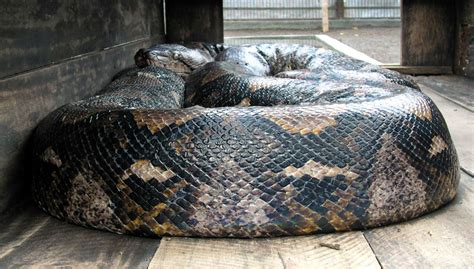23 foot python swallows indonesian woman whole