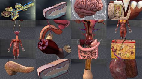 complete human body systems collection cgtrader