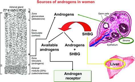 sources of androgens in women in addition to the adrenal gland and the
