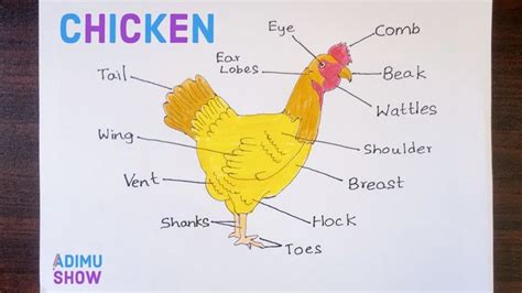 labeled diagram   chicken chicken drawing biology diagrams drawing skills