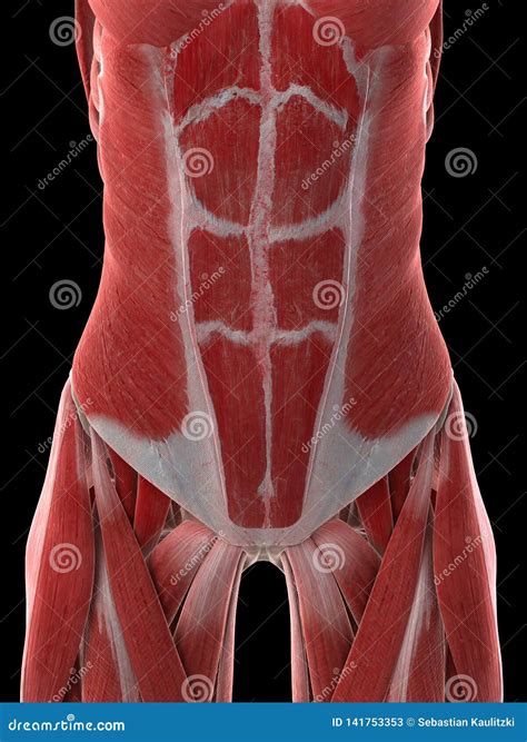 females abdominal muscles stock illustration illustration  muscle