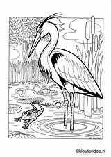 Kleurplaat Reiger Kuikens Eend Heron Kleuteridee Sloot sketch template