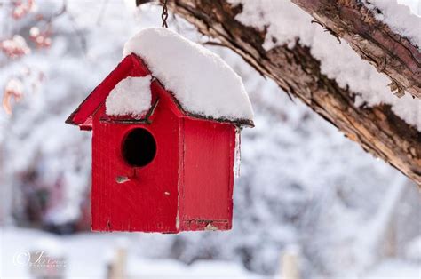 winter birdhouse bird houses bird house winter