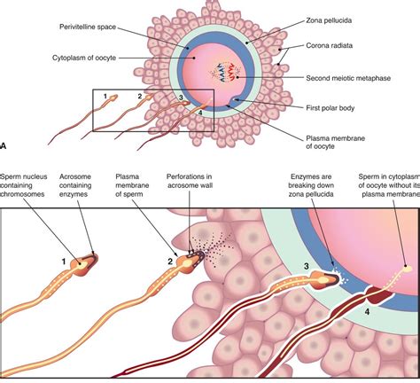 what is fertilization in which part of the human