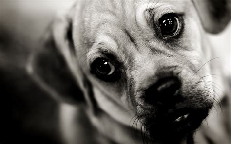 wallpaper puppy dog face sad sight  wallup