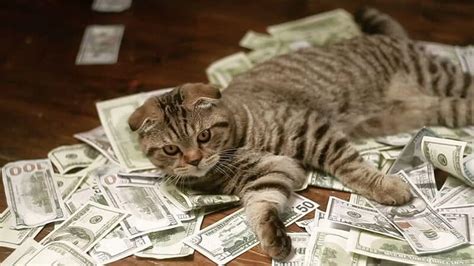 ras kucing  mahal  jutaan hingga milyaran