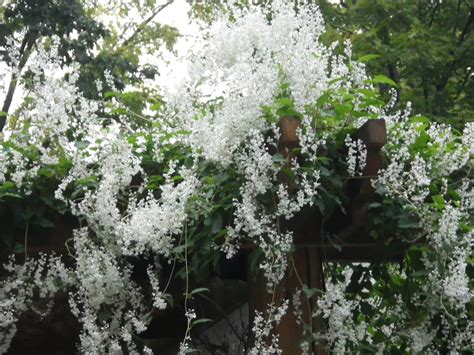 life    garden silver lace vine