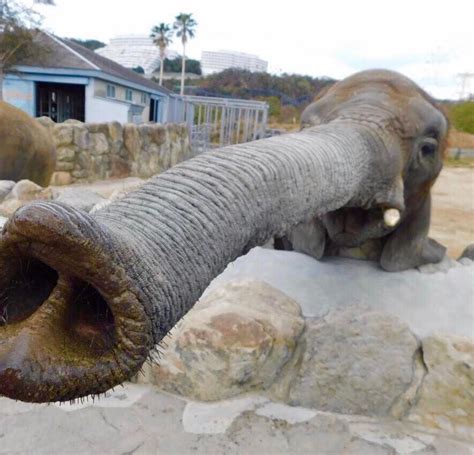 Unbelievable These Hilarious Elephant Photos Will Leave You In