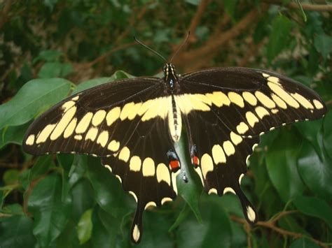 giant swallowtail butterfly identification facts and pictures