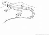 Grassland Coloring Pages Animals Lizard Kids Grasslands Getdrawings Getcolorings Colorings Printable sketch template