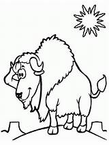 Pages Coloring Bison Kids Desert Color Realistic Printable Coloringcrew sketch template