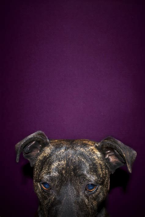 creepy dog portrait photograph