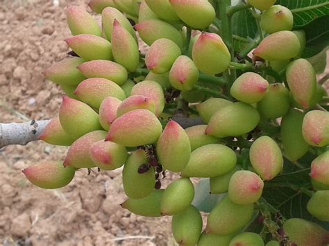 pistachio trees ibrahim alalou medium