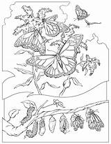 Coloring Pages Monarch Butterfly Print Butterflies Animal Color Geographic National Do Kids Sheet Them Save Children Off Books Popular Colouring sketch template