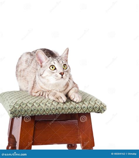 cat   stool stock photo image