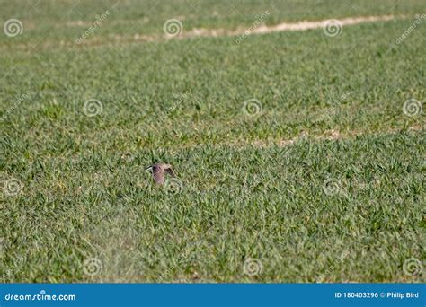eurasian skylark flying   field  springtime stock photo image  alauda field