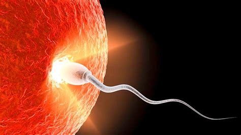 how long after sex does conception occur howstuffworks