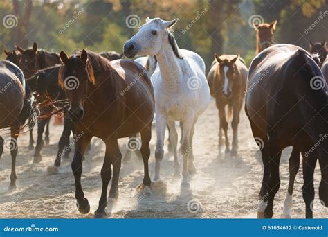 herd  running horses stock photo image