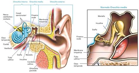 foto condotto uditivo orecchio interno orecchio orecchio medio