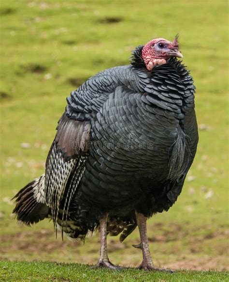 fat turkey stock photo image  bird animal food meat