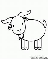 Coloring Goat Template Colorkid Pages Goats Sheep Walk Gif sketch template