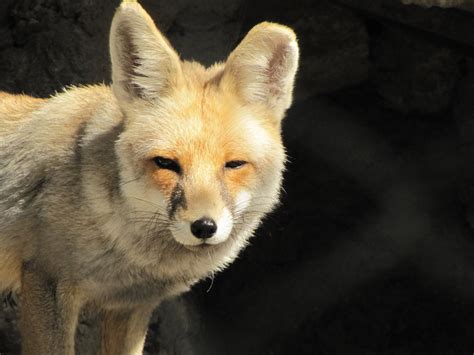 red foxtehran zoo zoochat