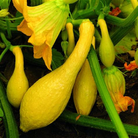 seeds  change yellow squash crookneck seeds pack   home depot