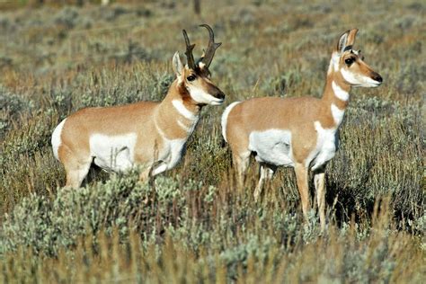 pronghornantelope antilocapra americana  teton national park